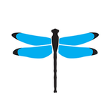 Dragonfly Digital Marketing